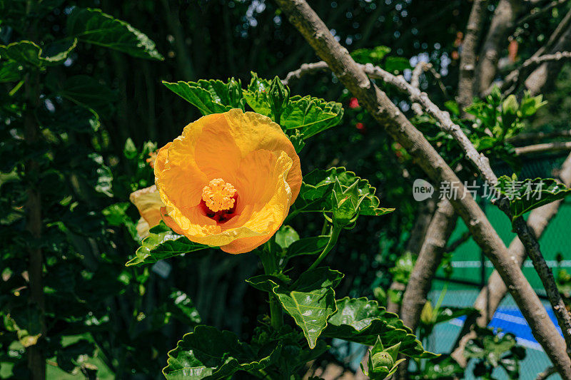 Bogotá, Colombia - A Yellow Hibiscus in the Morning Sunlight in the Garden